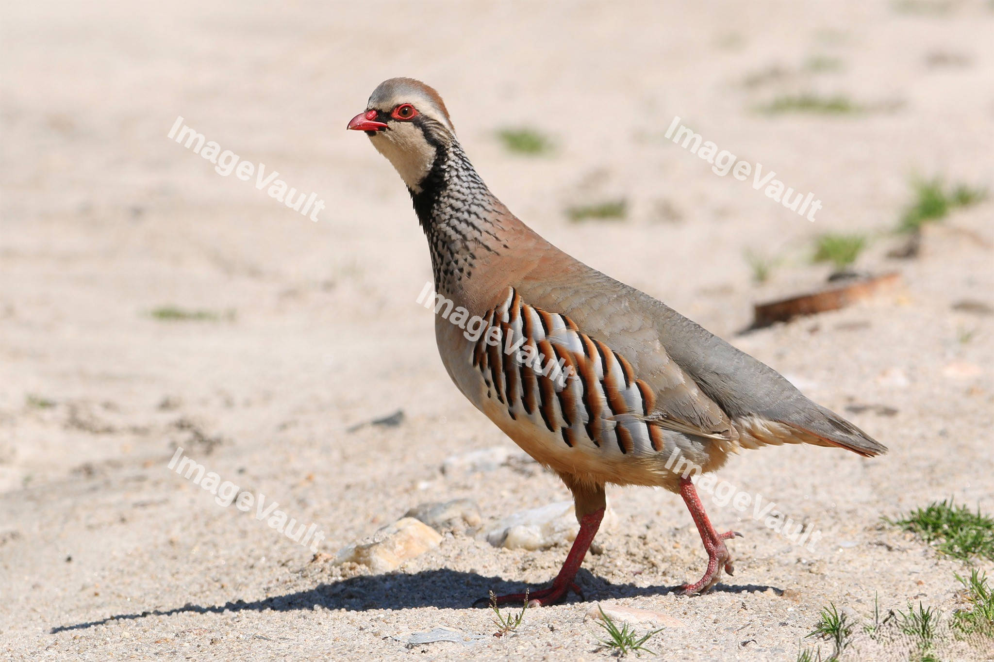Red-legged Partridge
